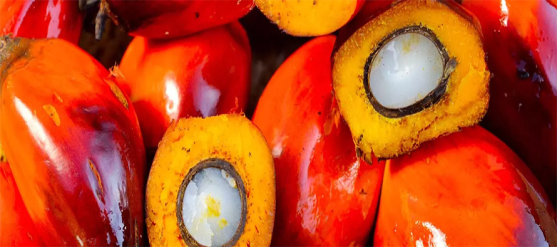 CPO Futures Likely to Trade Between RM3,800-RM4,000 per tonne Until July 2026