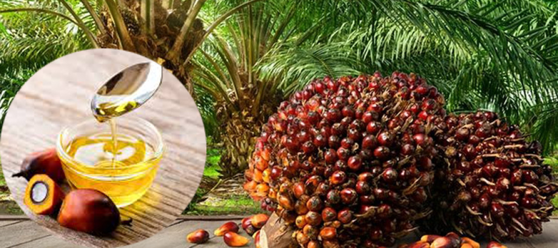 Palm Oil Price Forecast & Market Trends | Oils & Fats Asia