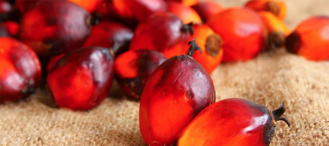 Palm oil exports forecast to be stable in 2027